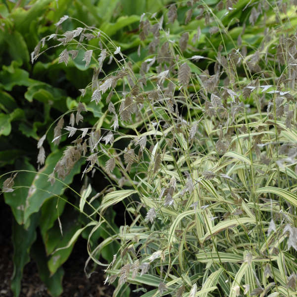 Chasmanthium latifolium 'River Mist' PP20643 | Perennial Resource
