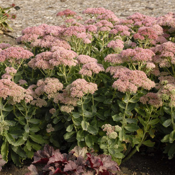 Sedum 'T Rex' Autumn Stonecrop