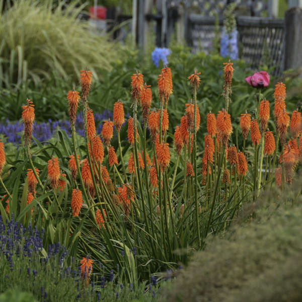 Kniphofia 'First Sunrise' Red Hot Poker