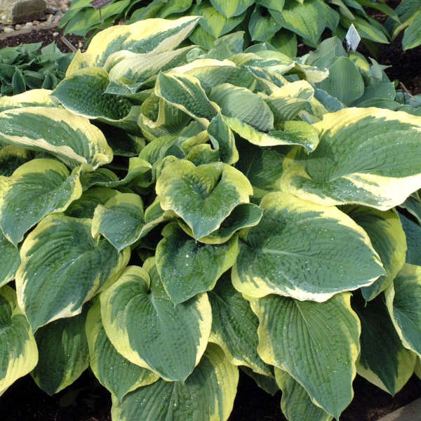 Hosta 'Northern Exposure' Hosta