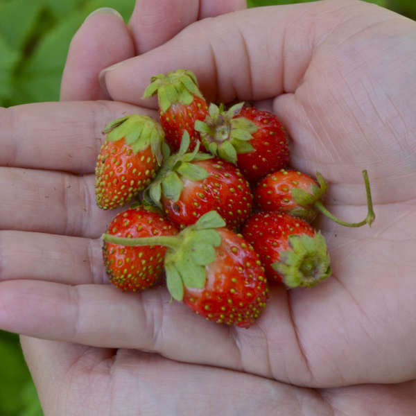 Fragaria 'Tristan' Ornamental and Edible Everbearing Strawberry
