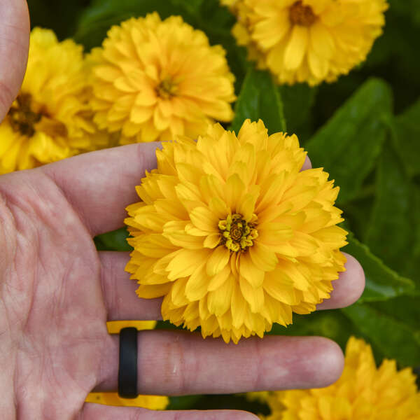 Heliopsis 'Rays for Days' False Sunflower