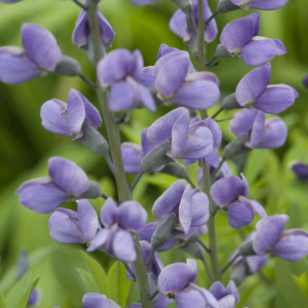 Baptisia 'Purple Smoke' False Indigo