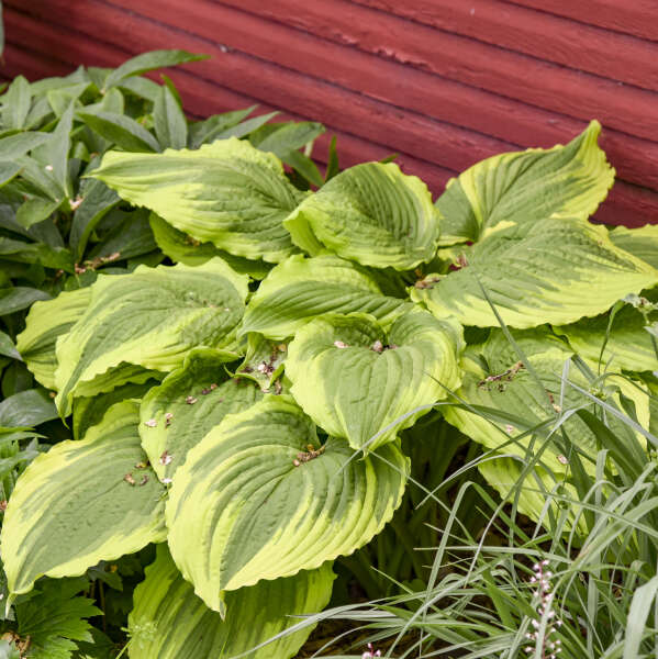 Hosta 'One Last Dance' Hosta