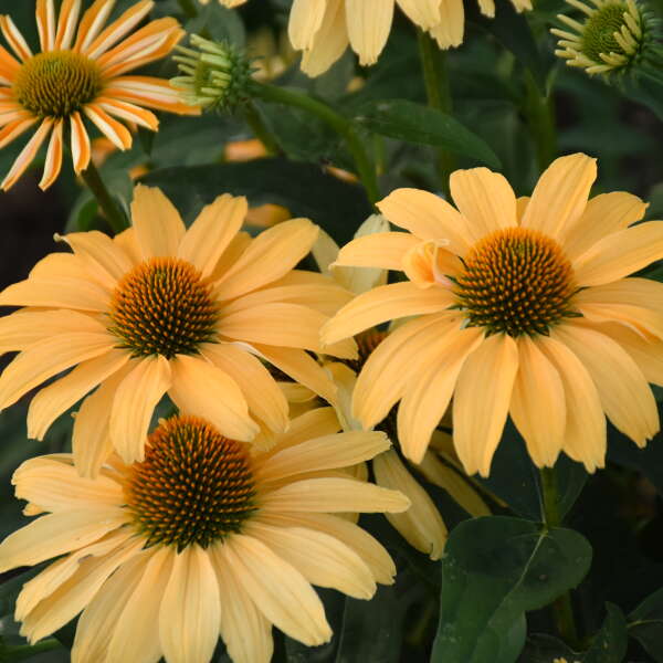 Echinacea 'One in a Melon' Coneflower