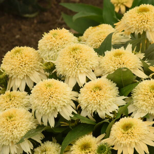 Echinacea 'Butter Pecan' 