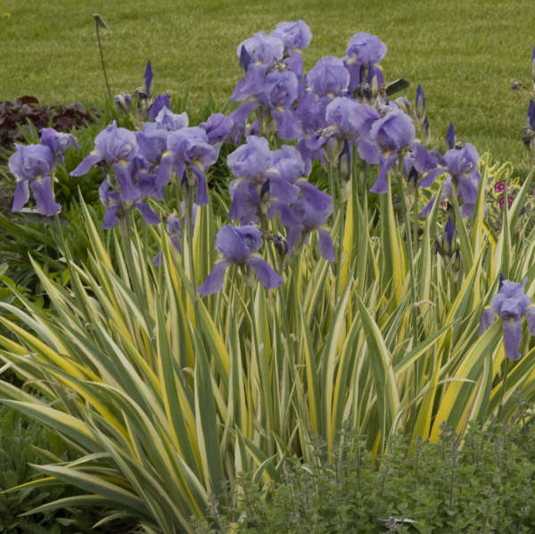 Iris 'Variegata' Tall Bearded Iris