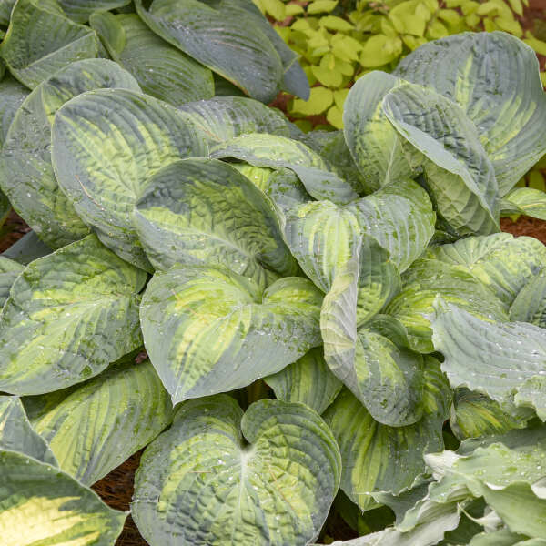 Hosta 'Sound of Music' Hosta
