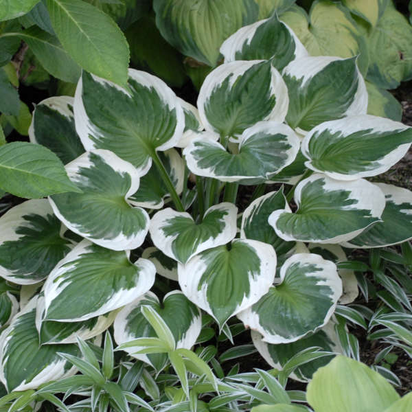 Hosta 'Minuteman' Hosta