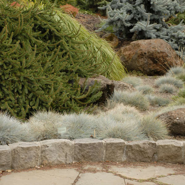 Festuca 'Elijah Blue' Blue Fescue