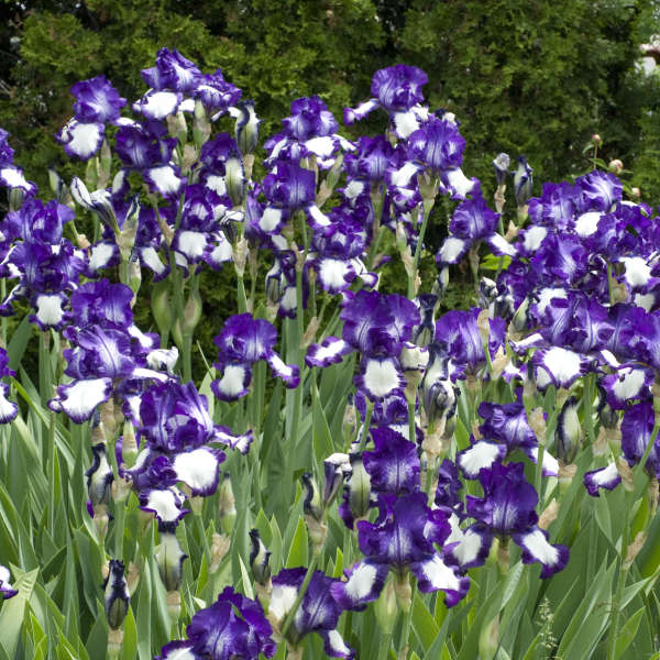 Iris 'American Classic' Tall Bearded Iris