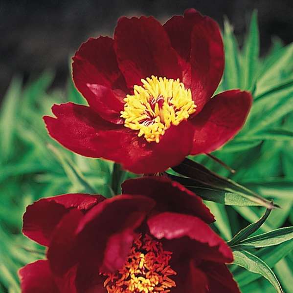 Paeonia 'Early Scout' Single Peony