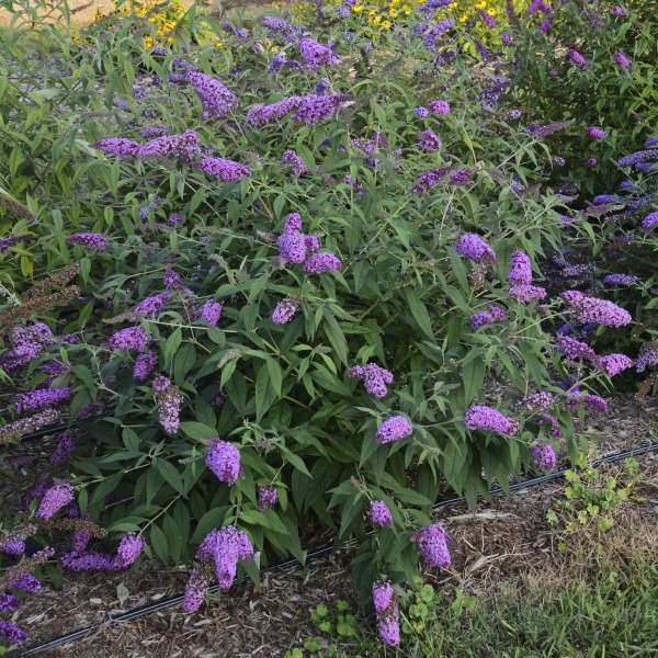 Monarch Glass Slippers Butterfly Bush (Buddleia 'Glass Slippers