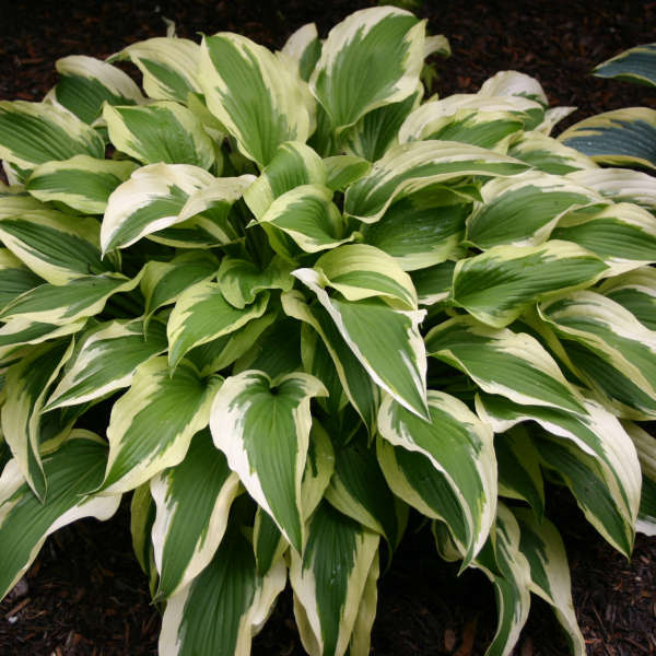 Hosta 'Ice Follies' | Perennial Resource