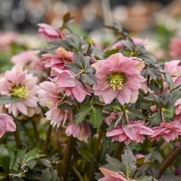 Helleborus 'Mother of the Bride' Lenten Rose