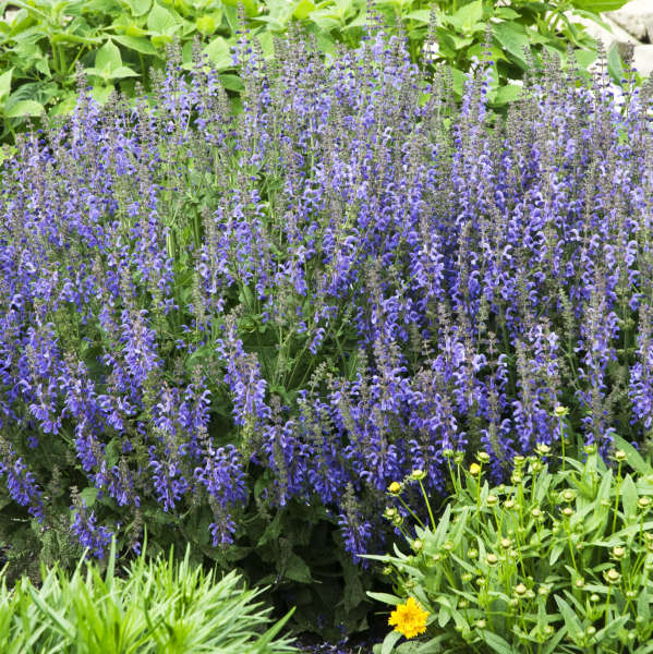 Salvia 'Rhapsody in Blue' Perennial Salvia