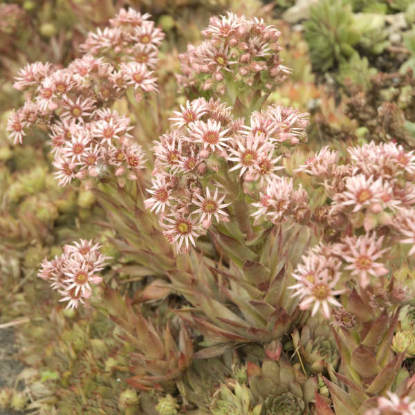 Sempervivum 'Red Beauty' | Perennial Resource