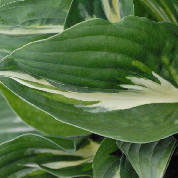 Hosta 'Americana' Hosta