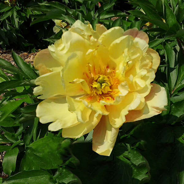 Paeonia 'Joanna Marlene' | Perennial Resource