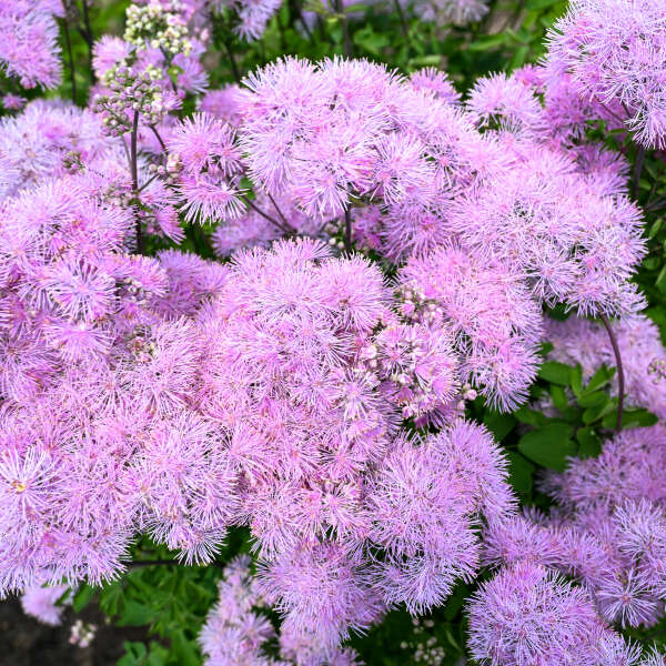 Thalictrum 'Cotton Candy' Meadow Rue