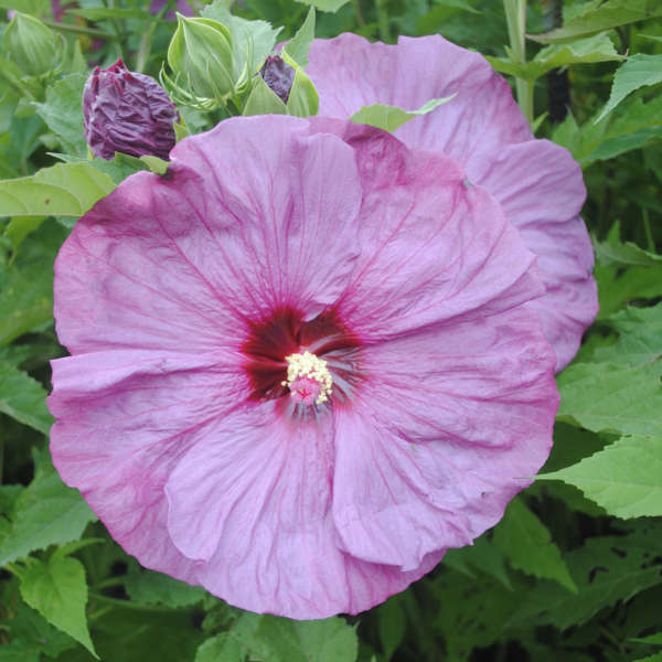 Hibiscus 'Berrylicious' Rose Mallow