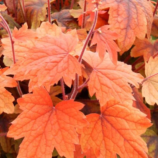 Heucherella 'Sweet Tea' Foamy Bells