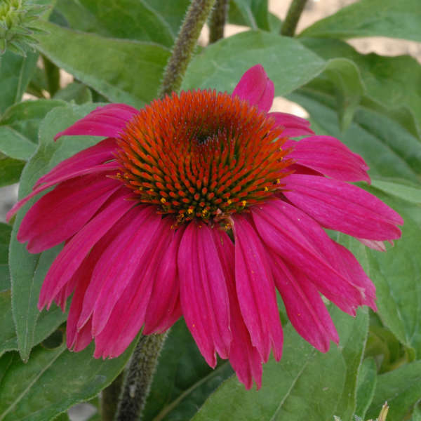 Echinacea 'Red Knee High' Purple Coneflower