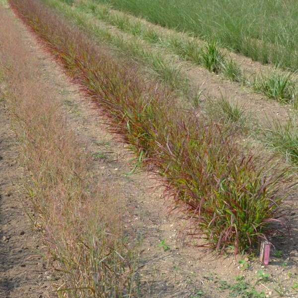 Panicum 'Red Flame' Red Switch Grass