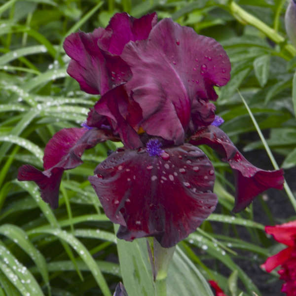 Iris 'Raptor Red' Tall Bearded Iris