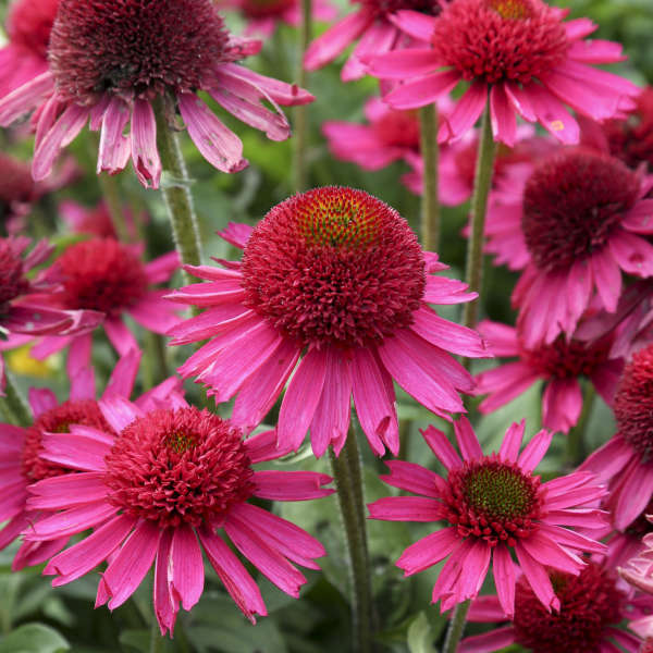 Echinacea 'Delicious Candy' Coneflower