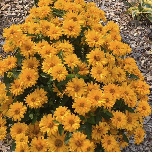 Heliopsis ATHENA GOLD™ False Sunflower