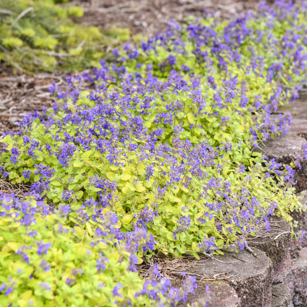 Nepeta 'Lemon Purrfection' Catmint