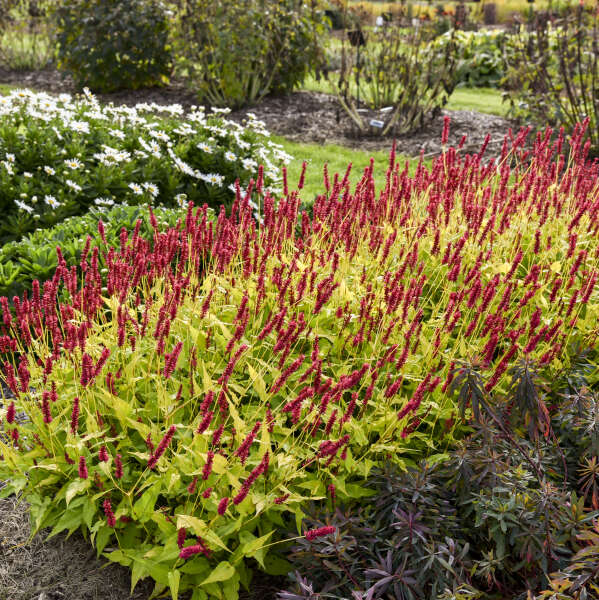 Persicaria 'Glowing Reviews' Mountain Fleece