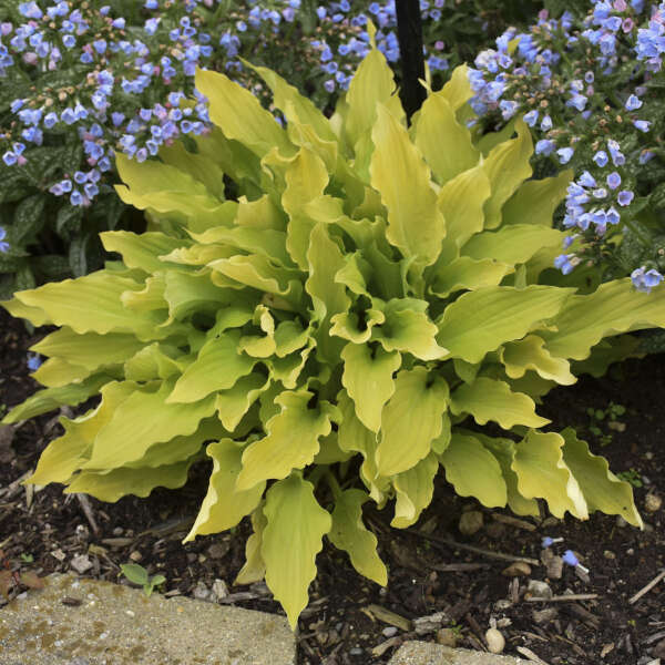 Hosta 'Time in a Bottle' Hosta