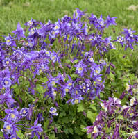 Aquilegia EARLYBIRD™ Purple Blue ('PAS1258487')