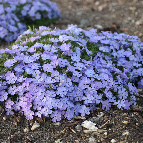 Phlox 'Rocky Road Periwinkle' Hybrid Spring Phlox