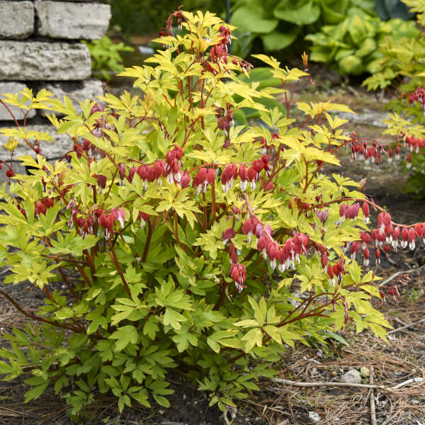 Dicentra 'Hearts on Fire' Old-Fashioned Bleeding Heart