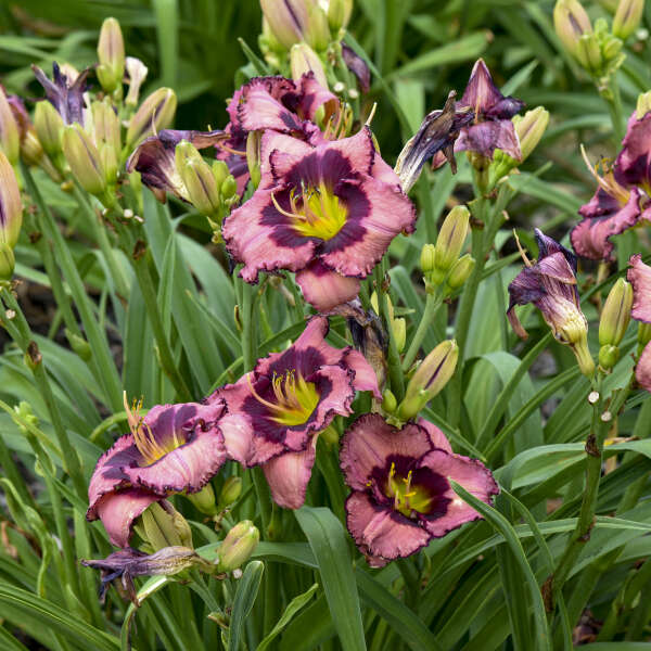 Hemerocallis 'Be Fruitful and Multiply' Daylily