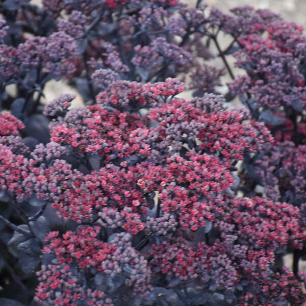 Sedum 'After Dark' Stonecrop