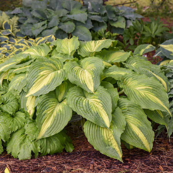 Hosta 'Love Story' Hosta