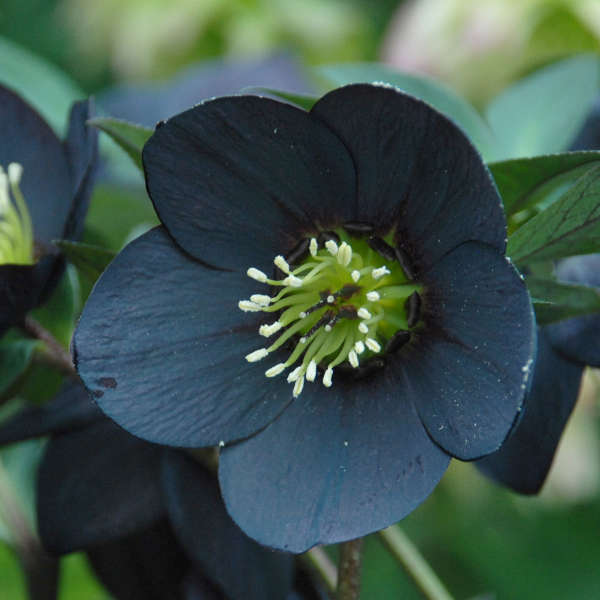 Helleborus 'Night Coaster' | Perennial Resource