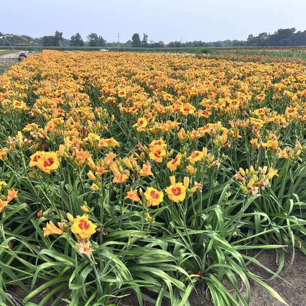 Hemerocallis 'Pooh Bear' Daylily