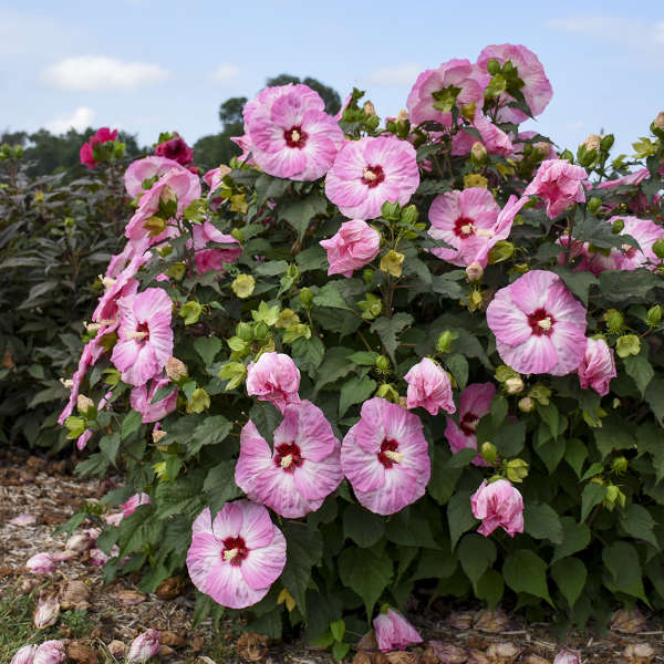 Hibiscus 'Spinderella' Rose Mallow