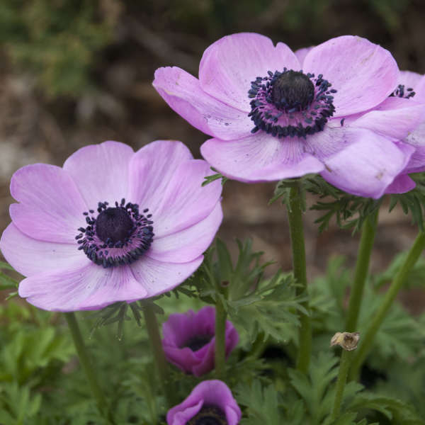 Anemone Harmony Series - Orchid Grecian Windflower