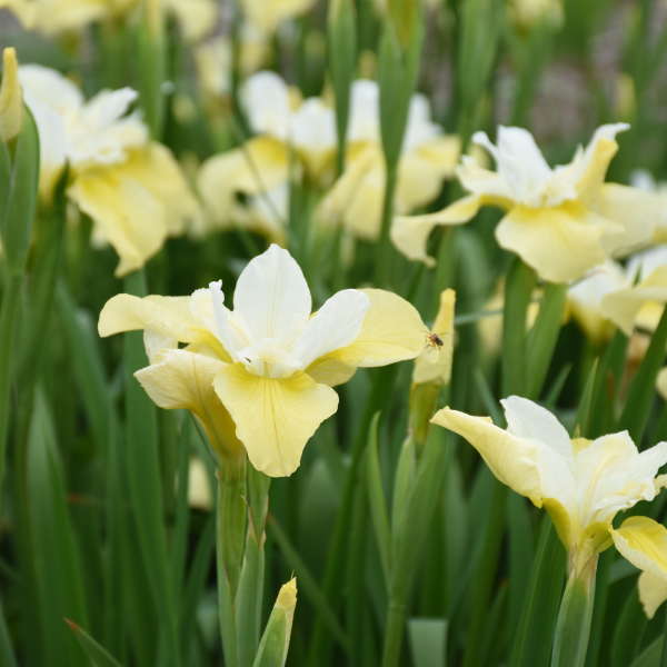 Iris 'Butter and Sugar' Siberian Iris