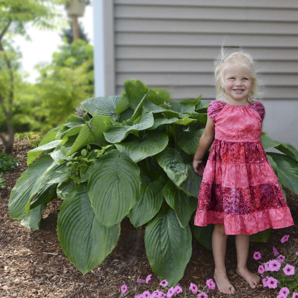 Hosta 'Empress Wu' Hosta