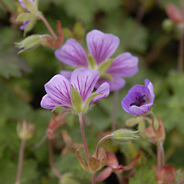 Geranium 'Sweet Heidy' Hardy Geranium