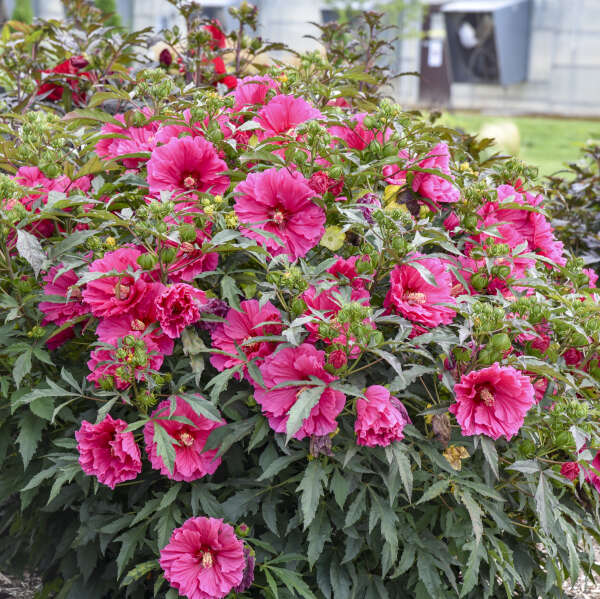 Hibiscus 'Watermelon Ruffles' Rose Mallow