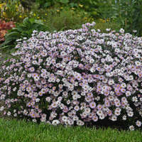 Anemone Curtain Call Deep Rose Pp30520 Walters Gardens Inc