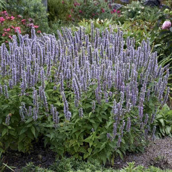 Agastache 'Blue Fortune' Anise Hyssop